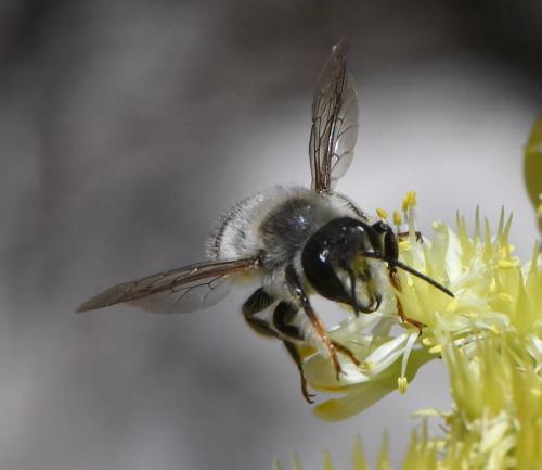 Réf. 262 913 : Megachile ericetorum